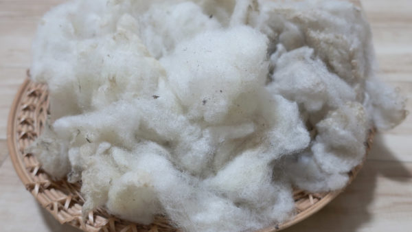 今年の国産サフォーク羊毛